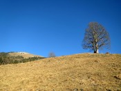 Steil bergan geht es auf einem wunderbaren Wanderpfad vorbei an einem Ahornbaum