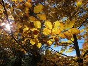Wunderschöner Blätterwald am Weg zur Donnersalpe