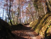 Durch den farbenfrohen Blätterwald am Untersberg