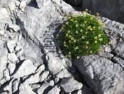 Wunderbare Pflanzenwelt am Hochkönig