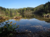 Herrlicher Wanderweg um den Eibensee