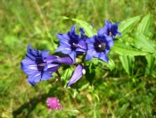 Wunderbare Blumen im Klausbachtal - Ein Enzian in voller Pracht