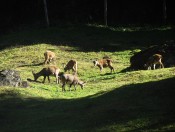Tiere aus nächster Nähe beobachten im Wildpark Ferleiten
