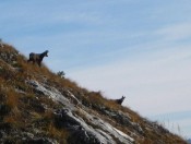 Unglaublich - Gämsen am Schafberg