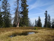 Typisches Landschaftsbild der Salzburger Schieferalpen auf der Gsengplatte