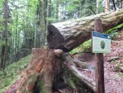 Infotafeln informieren über die Bäume im Lammertaler Urwald