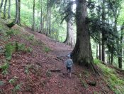 Wir wandern durch den Lammertaler Urwald und bestaunen die riesigen Bäume