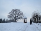 Linde am Plainberg gegen Westen