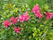 Wir genießen die Wanderung auf der Schlossalm und bestaunen das Blumenmeer