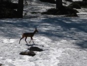 Wegbegleiter auf der Sulzenalm