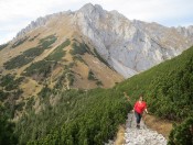 Durch große Latschenzonen wandern wir der Leobner Mauer entgegen - Im Hintergrund die Griesmauer