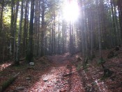 Wanderung durch den Blätterwald Richtung Sausteigalm