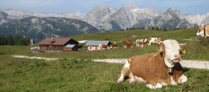 Wanderung zur Gotzenalm und zur Aussichtskanzel Feuerpalfen in der Königssee Region