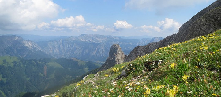 Herrliche Blumenpracht bei unserer Wanderung vom Wildfeld zum Stadelstein