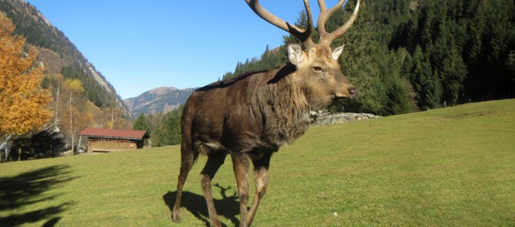 Ein Erlebnis für Jung und Alt ist der Wildpark Ferleiten